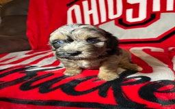 Mini Aussiedoodle dogs for sale: Canary - Image 14