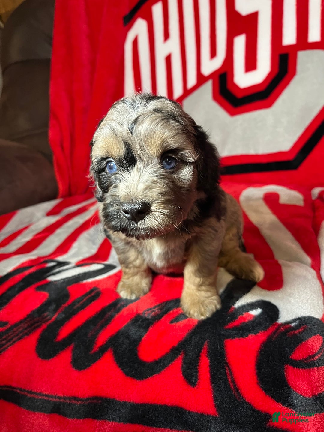 Mini Aussiedoodle dogs for sale: Canary - Image 14