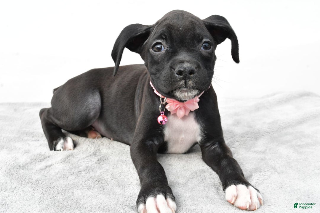 Boxer dogs for sale: Ruby - Image 4