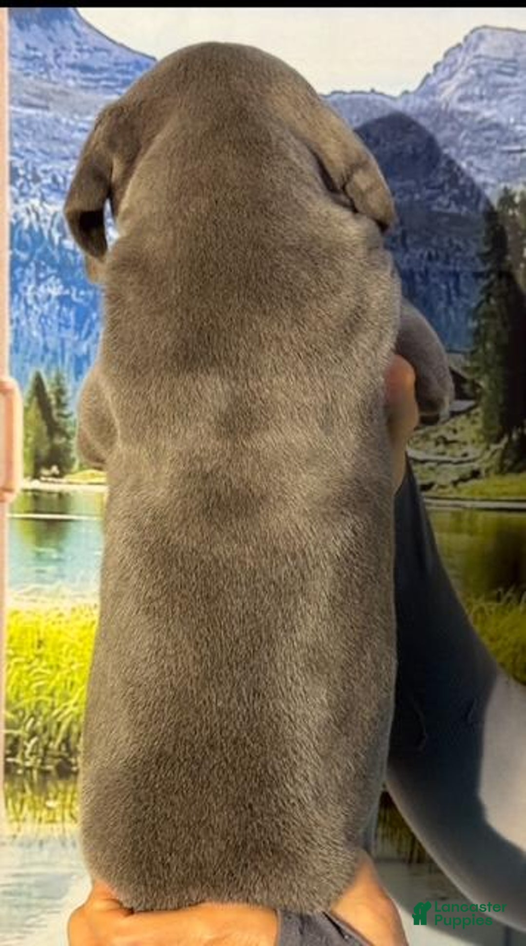 Great Dane dogs for sale: Great Dane 3 puppies - Image 2