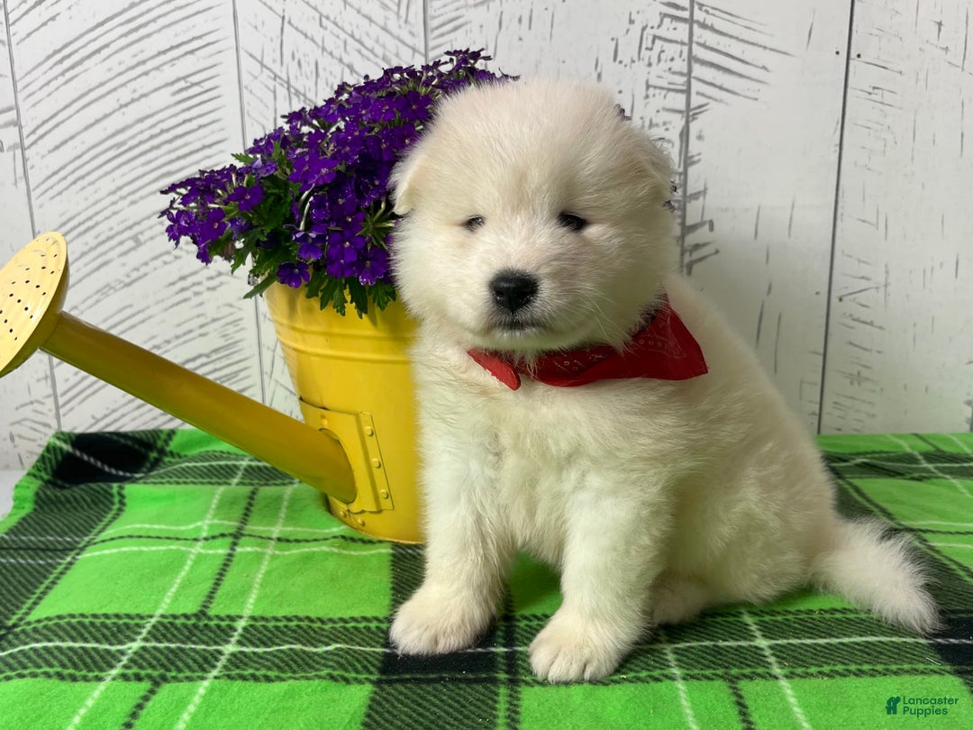 Samoyed dogs for sale: Charlie - Image 1
