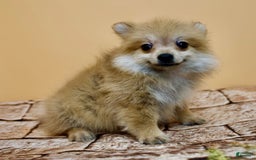 Pomeranian dogs for sale: Desiree - Image 5