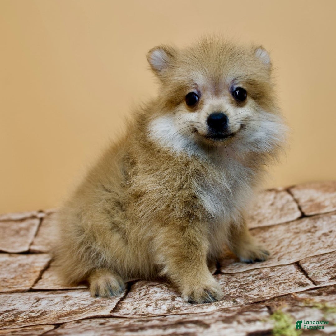 Pomeranian dogs for sale: Desiree - Image 5