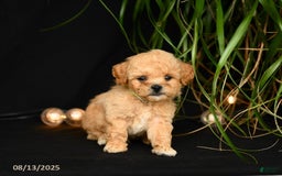 Teddy Bear dogs for sale: Ross - Image 2