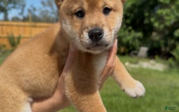 Shiba Inu dogs for sale: Koda - Image 8