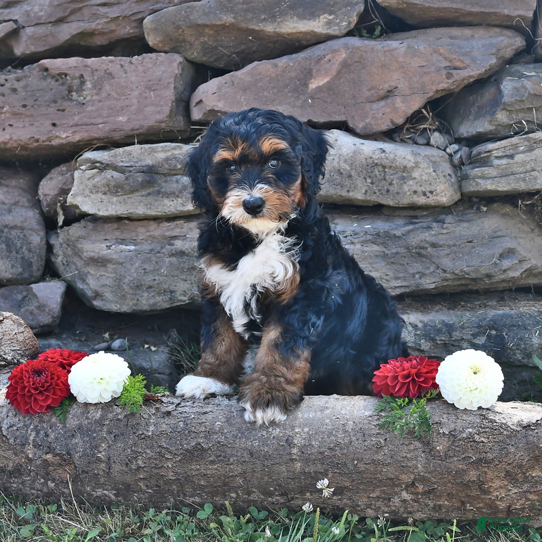 Aussiedoodle dogs for sale: Mia - Image 4