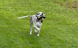 Great Dane dogs for sale: Heather - Image 3
