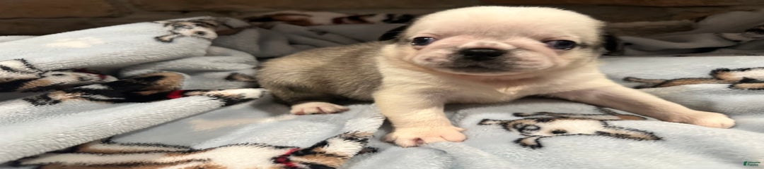 Mink