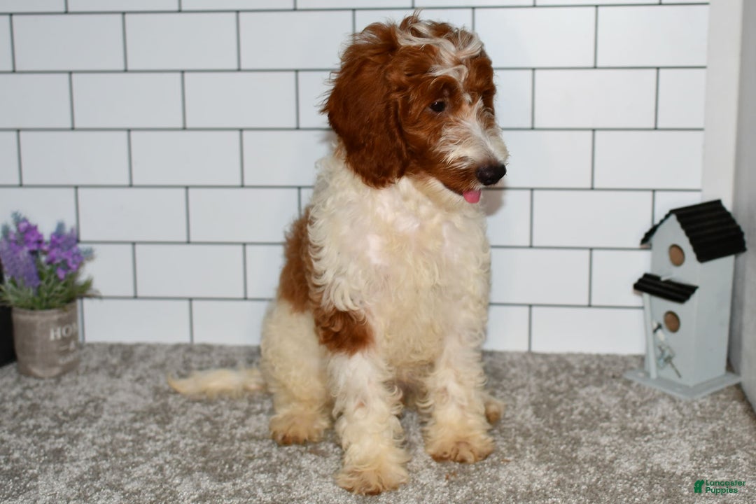 Mini Goldendoodle dogs for sale: Hunter - Image 6