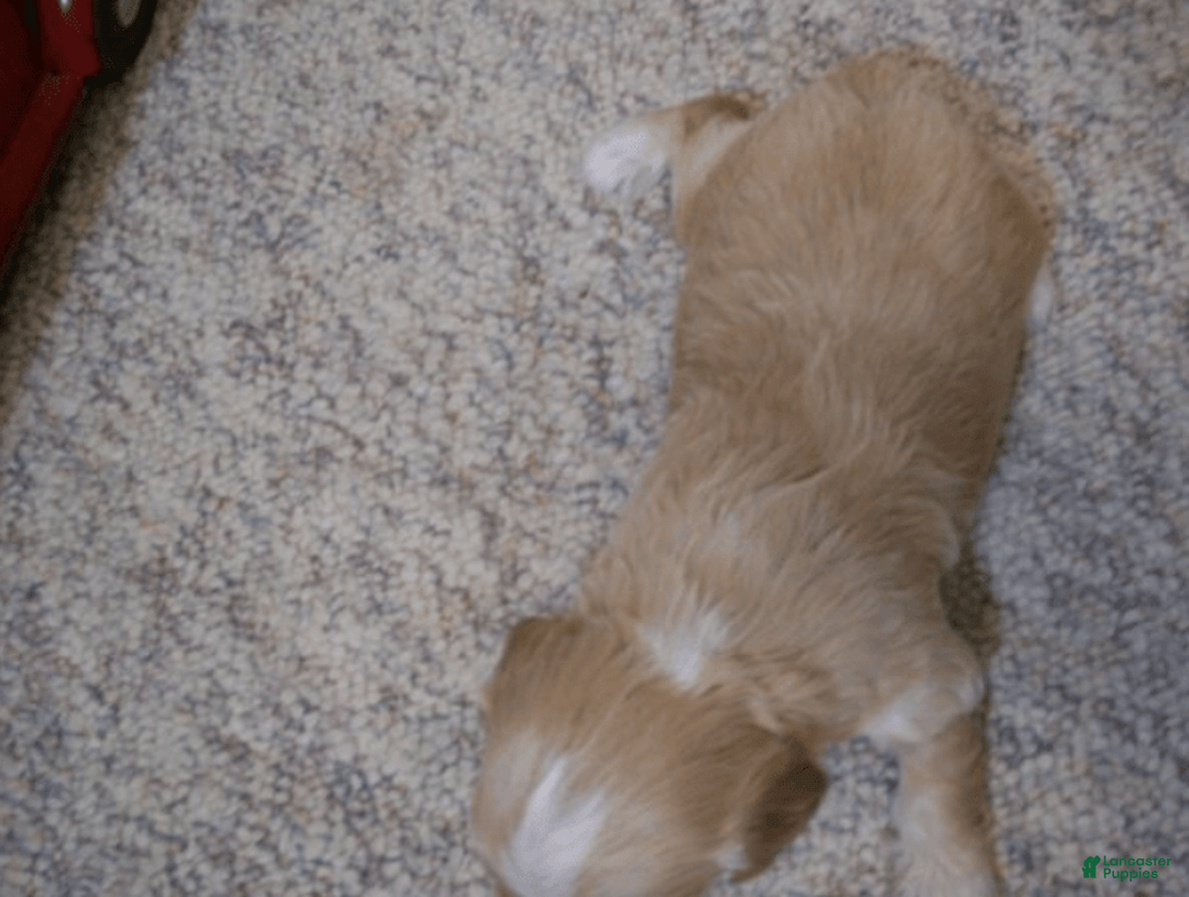 Cavachon dogs for sale: Piper - Image 1