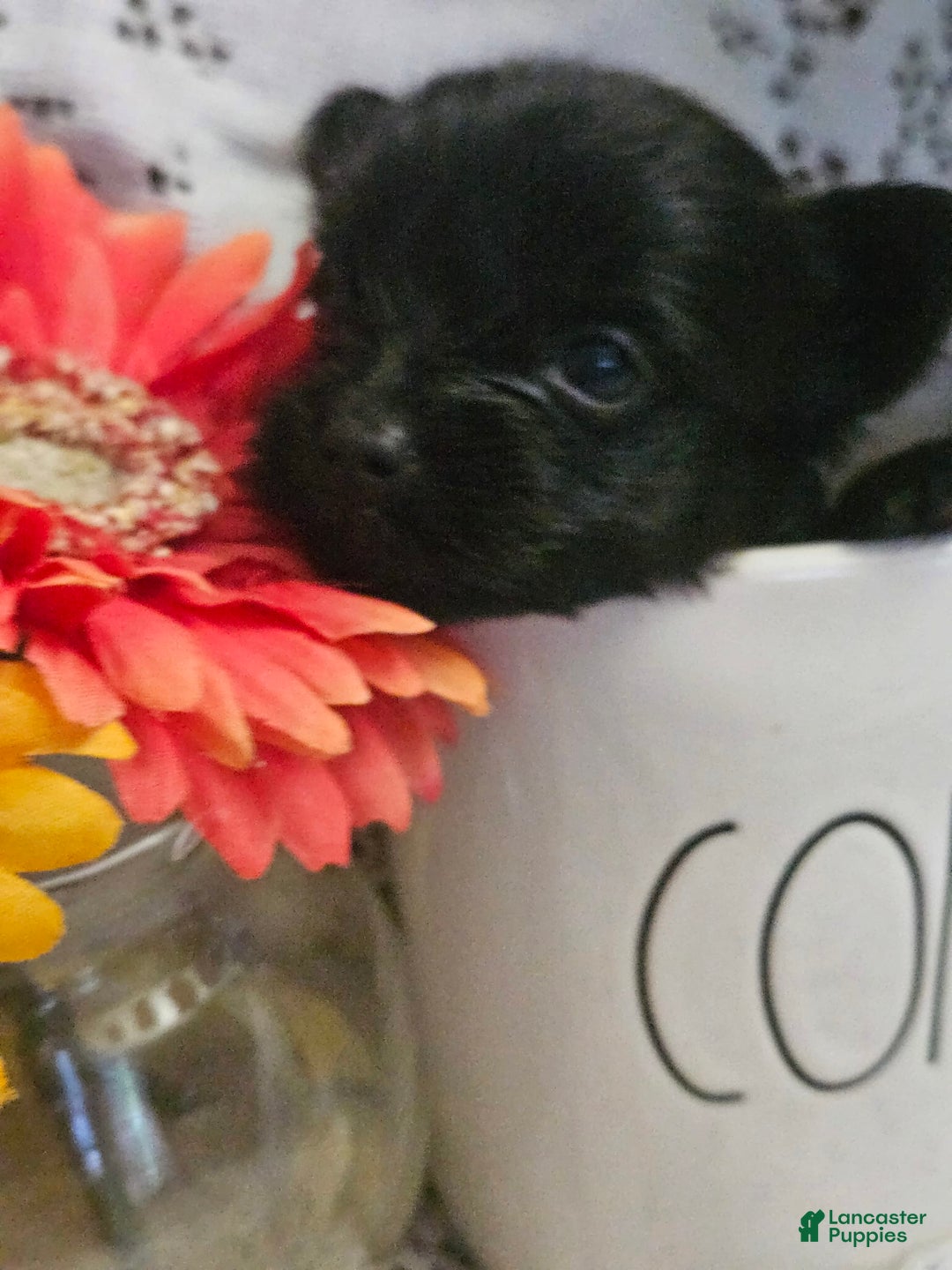 Yorkshire Terrier dogs for sale: Ziggy - Image 6