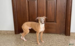 Italian Greyhound dogs for sale: Kenny - Image 8