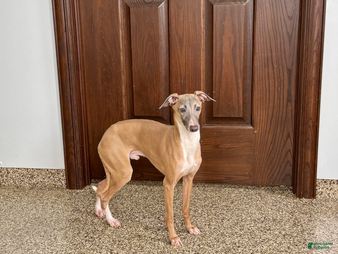 Italian Greyhound dogs for sale: Kenny - Image 8