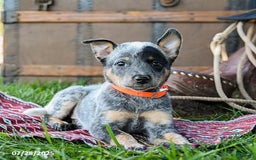 Australian Cattle Dog dogs for sale: Cookie - Image 3