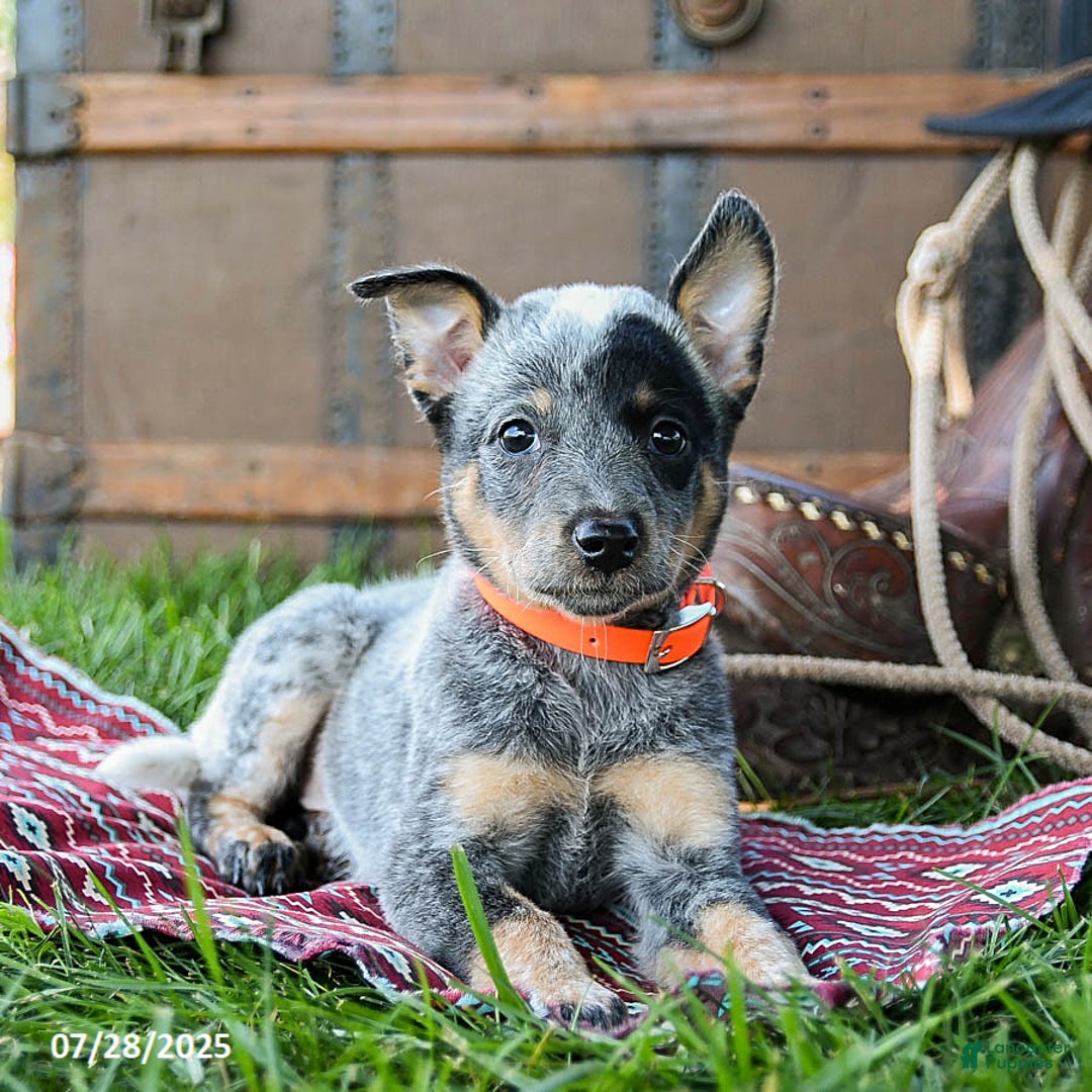 Australian Cattle Dog dogs for sale: Cookie - Image 3