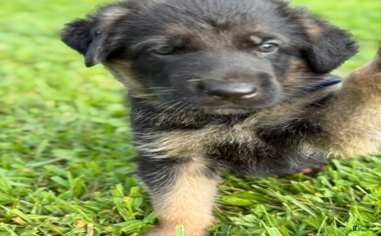 German Shepherd dogs for sale - Ad 1