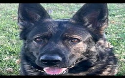 German Shepherd dogs for sale: New Litter Coming I Enclosed Pictures Of Puppies From Our First Litter - Image 7