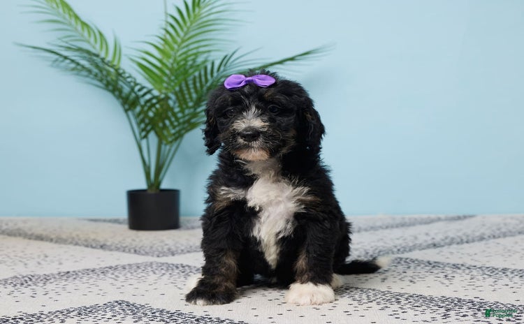 Bernedoodle dogs for sale - Ad 2