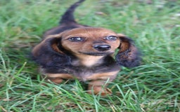 Miniature Dachshund dogs for sale: Dash - Image 10