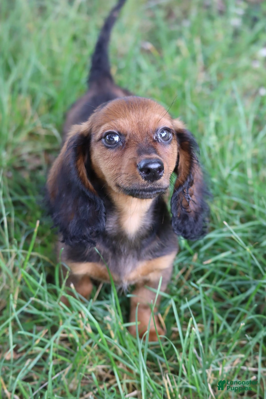 Miniature Dachshund dogs for sale: Dash - Image 10
