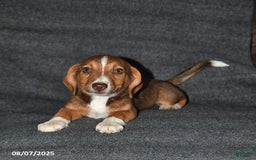 Australian Shepherd dogs for sale: Australian Shepherd 5 puppies - Image 3