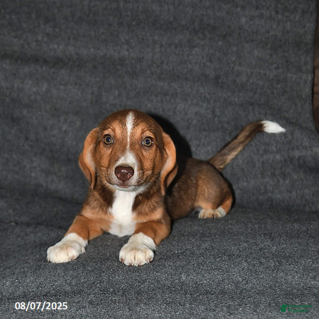 Australian Shepherd dogs for sale: Australian Shepherd 5 puppies - Image 3