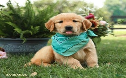 Golden Retriever dogs for sale: Mauve - Image 1