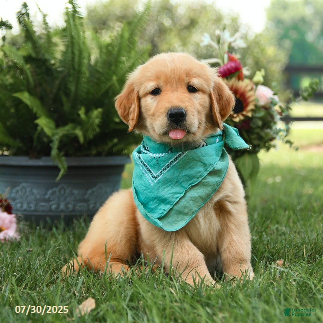 Golden Retriever dogs for sale: Mauve - Image 1