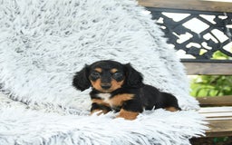 Miniature Dachshund dogs for sale: Belle - Image 4