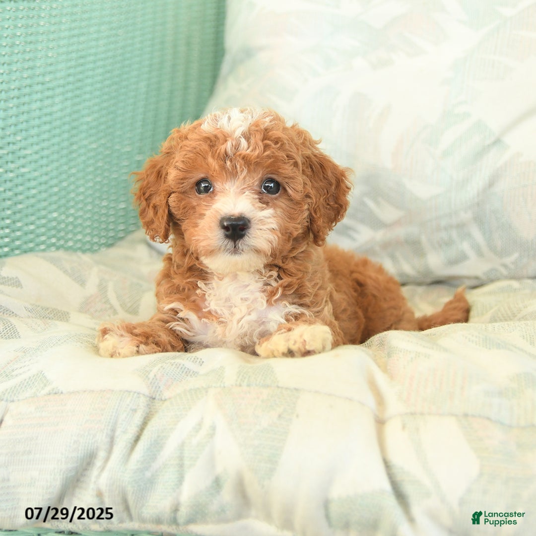 Miniature Poodle dogs for sale: Theodore - Image 2
