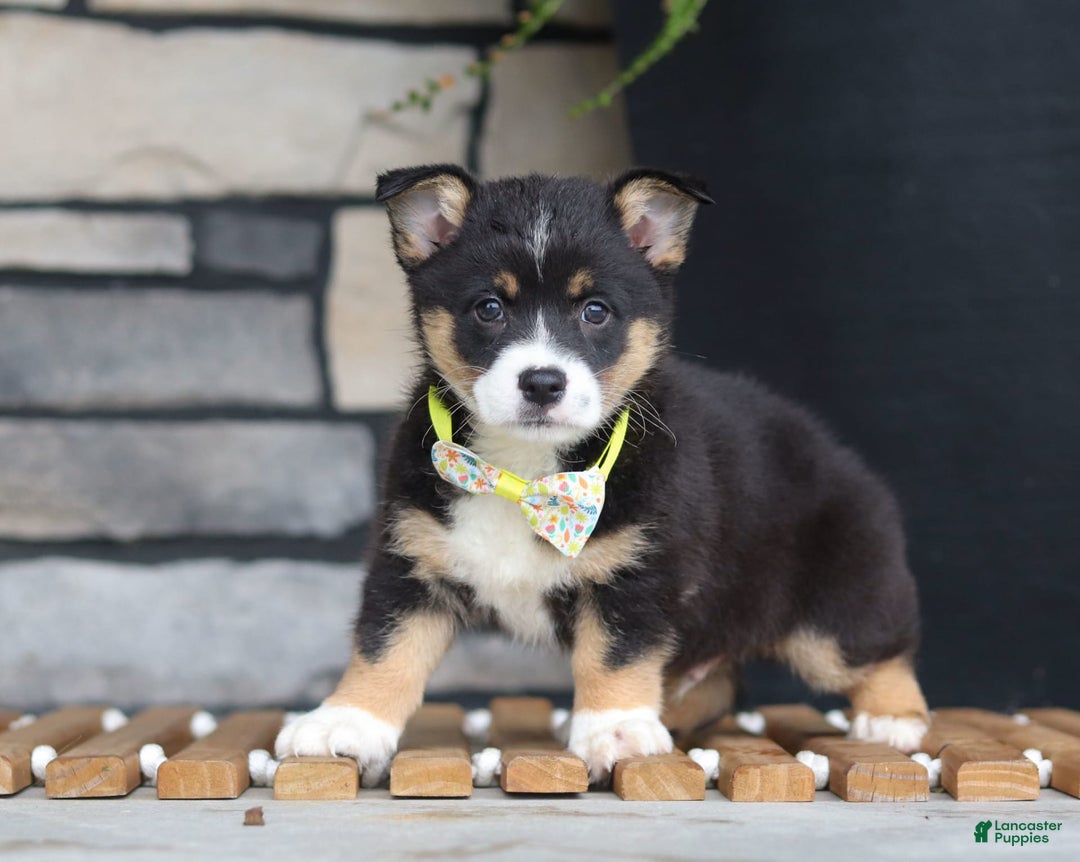 Welsh Corgi Pembroke dogs for sale: Rocco - Image 3