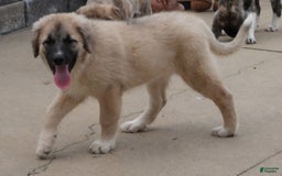 Anatolian Shepherd dogs for sale: Shyla - Image 4