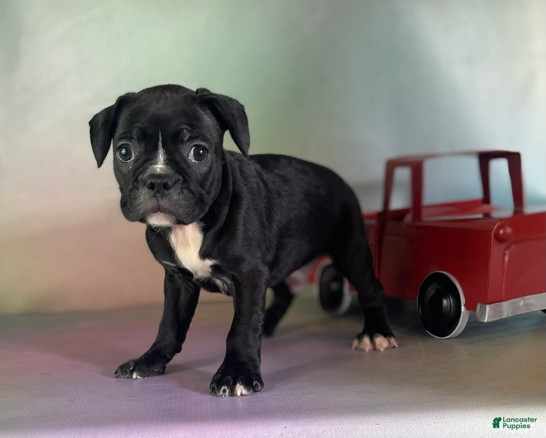 Frenchton dogs for sale: Colby Dna Clear - Image 3