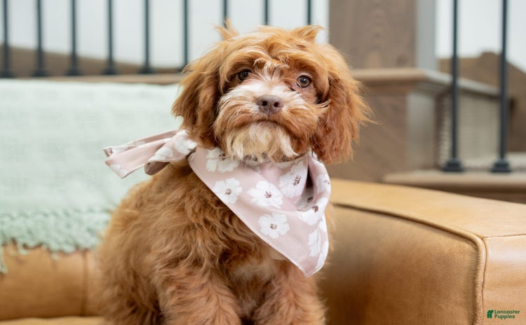 Cavapoo dogs for sale - Ad 2