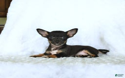 Chihuahua dogs for sale: Skittles - Image 1