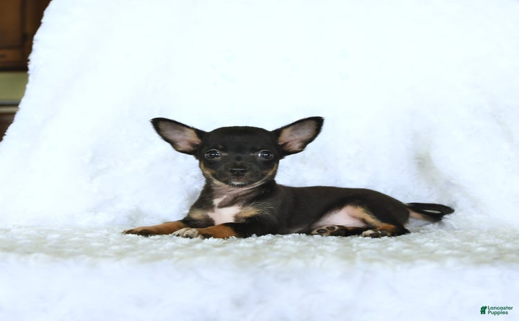 Chihuahua dogs for sale - Ad 1