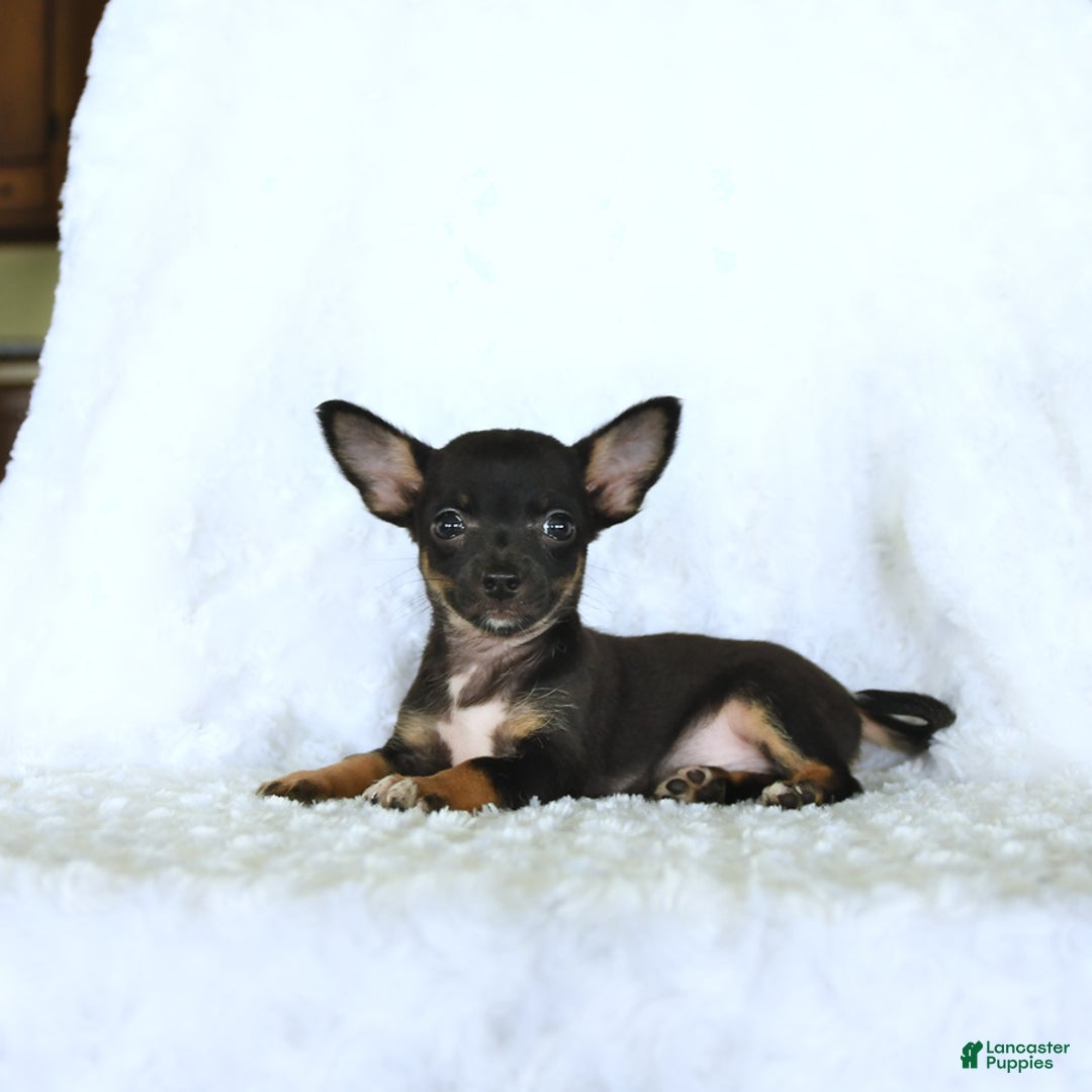 Chihuahua dogs for sale: Skittles - Image 1