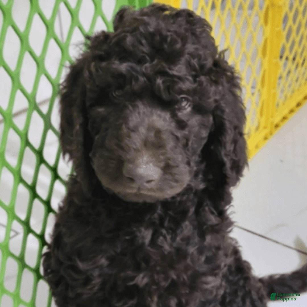 Goldendoodle dogs for sale: Dutch - Image 8