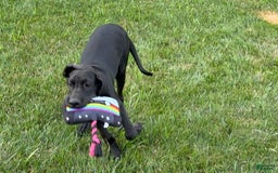 Great Dane dogs for sale: Areona - Image 11