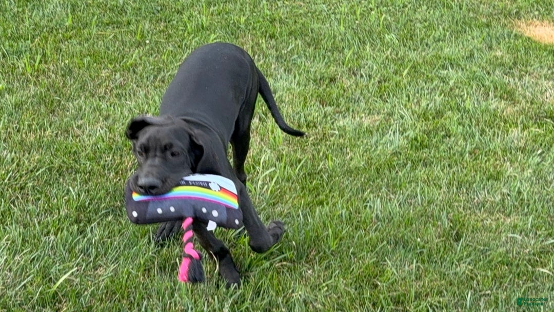 Great Dane dogs for sale: Areona - Image 11