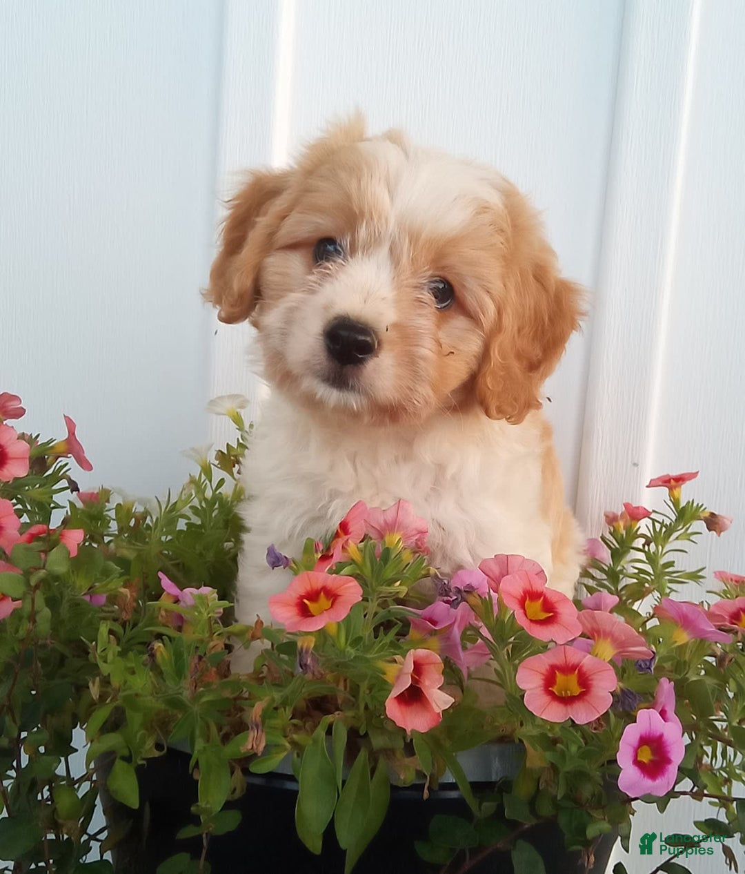 Cavachon dogs for sale: Silas - Image 3
