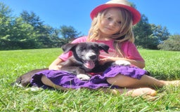 Border Collie dogs for sale: Bennie - Image 1