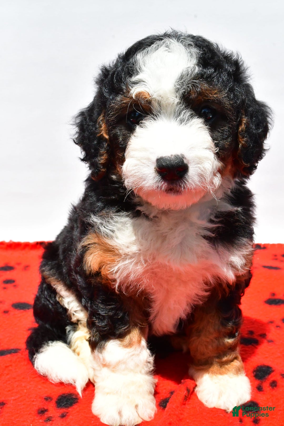 Mini Bernedoodle dogs for sale: River - Image 5