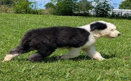 Old English Sheepdog dogs for sale: Floofy - Image 17