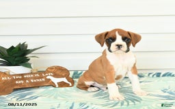 Boxer dogs for sale: Jake - Image 5
