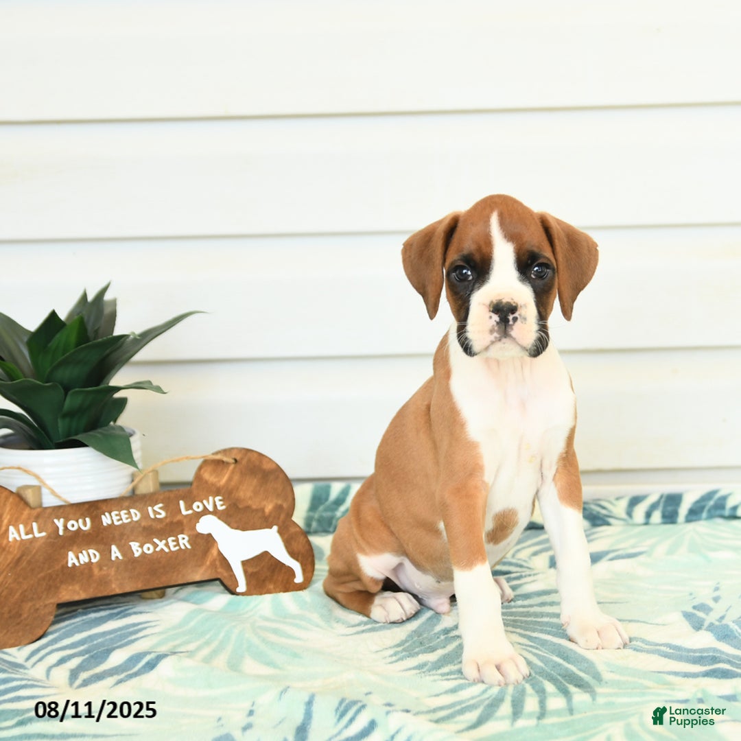 Boxer dogs for sale: Jake - Image 5