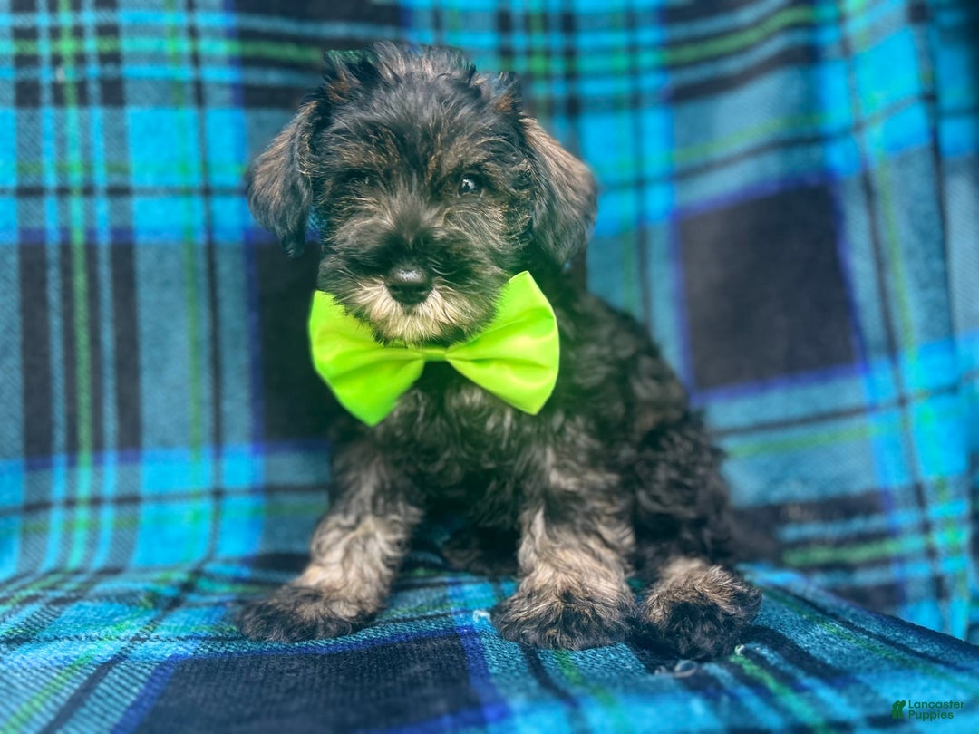 Miniature Schnauzer dogs for sale: Vader - Image 6