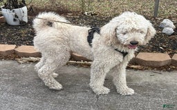 Standard Poodle dogs for sale: Lighting - Image 6