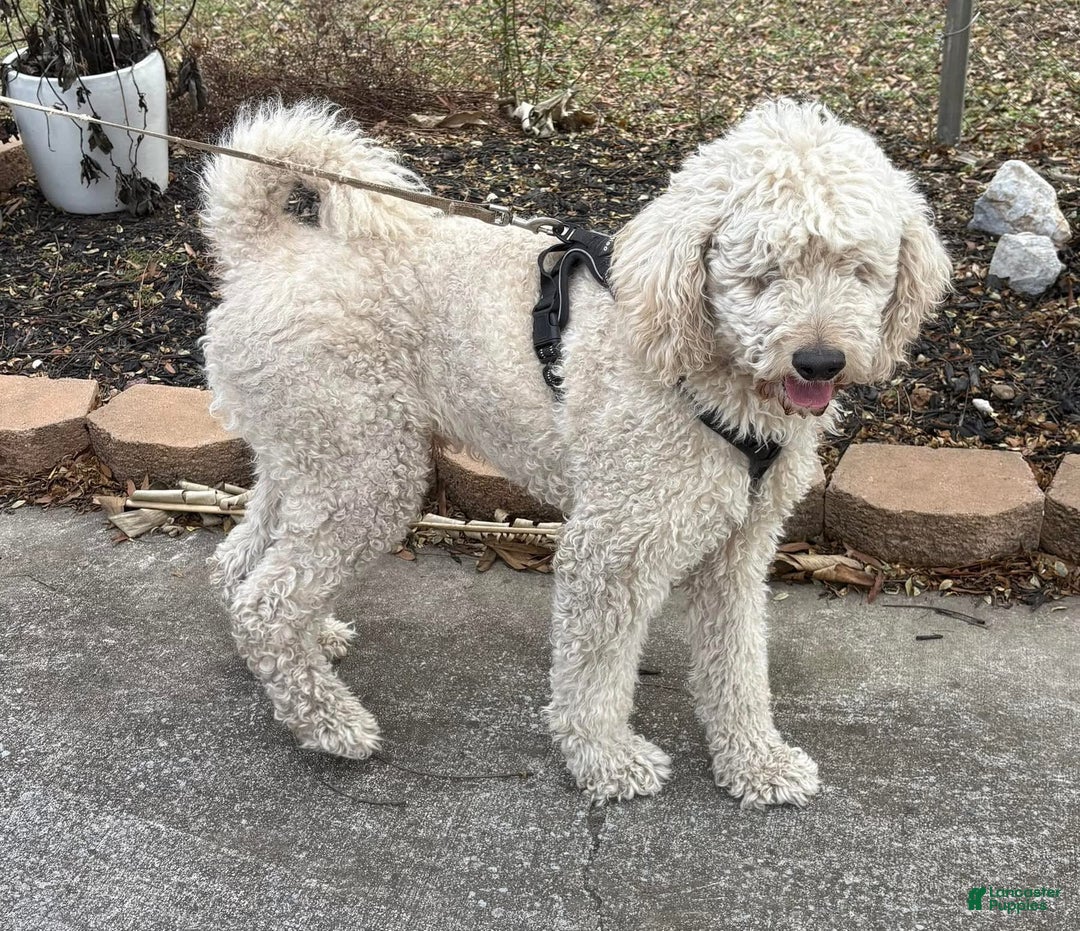 Standard Poodle dogs for sale: Lighting - Image 6