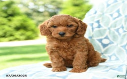 Cockapoo dogs for sale: Cherry - Image 3